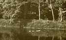 Hale Duck Decoy